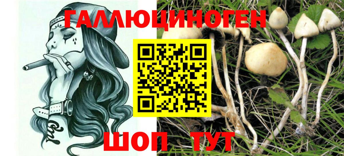 Галлюциногенные грибы Psilocybe Подольск